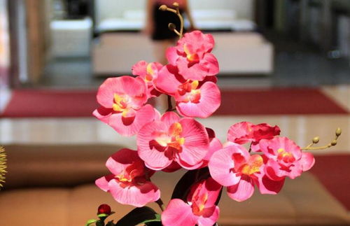 花卉种植方法 蝴蝶兰花在家里面的种植方法