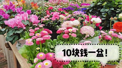 多数北京人都不知道的花卉批发市场 花全人少又便宜,周末安排